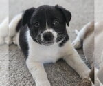 Small Photo #2 Mutt Puppy For Sale in Fargo, ND, USA