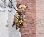 Small #12 Labrador Retriever Mix