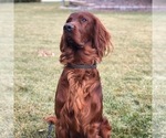 Small Photo #3 Irish Setter Puppy For Sale in MERIDIAN, ID, USA