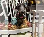 Small #1 Dachshund