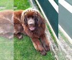 Small Photo #1 Newfoundland Puppy For Sale in Waltenschwil, Aargau, Switzerland