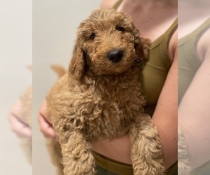 Goldendoodle Puppy for sale in VALLEJO, CA, USA