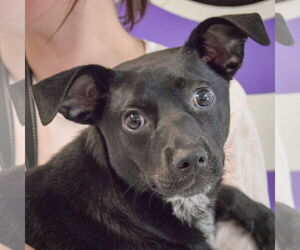 Mutt Dogs for adoption in Huntley, IL, USA