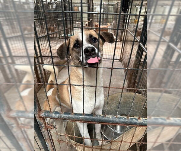 Medium Photo #2 Mutt Puppy For Sale in Jackson, MS, USA