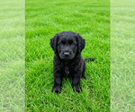Puppy Lolo Cocker Spaniel-Sheepadoodle Mix