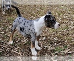 Small Photo #3 American Bully Puppy For Sale in LEWISBURG, TN, USA