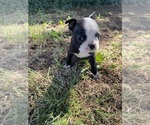 Small #4 Boston Terrier