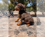 Puppy Puppy Red Doberman Pinscher