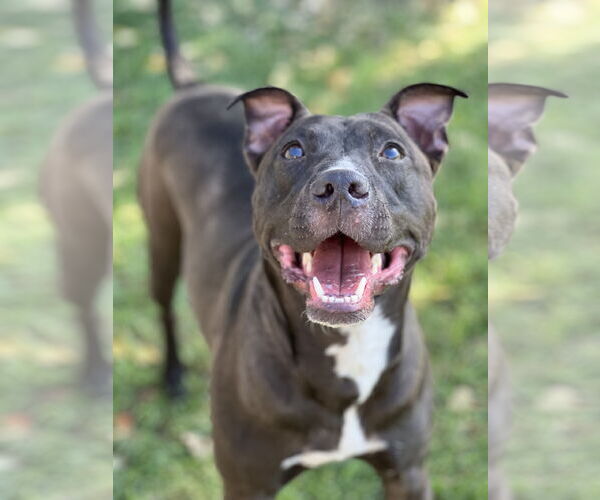 Medium Photo #2 American Pit Bull Terrier-American Staffordshire Terrier Mix Puppy For Sale in Phoenix, AZ, USA