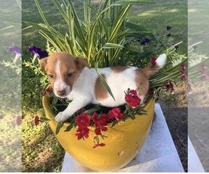 Jack Russell Terrier Puppy for sale in NASHVILLE, NC, USA