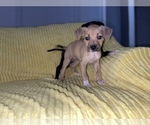 Small Photo #7 American Pit Bull Terrier Puppy For Sale in DETROIT, MI, USA