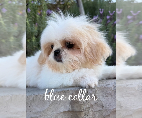 Medium Photo #6 Shih Tzu Puppy For Sale in RIVERSIDE, CA, USA