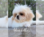 Small #5 Shih Tzu