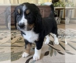 Small Photo #3 Bernedoodle Puppy For Sale in POTTSTOWN, PA, USA