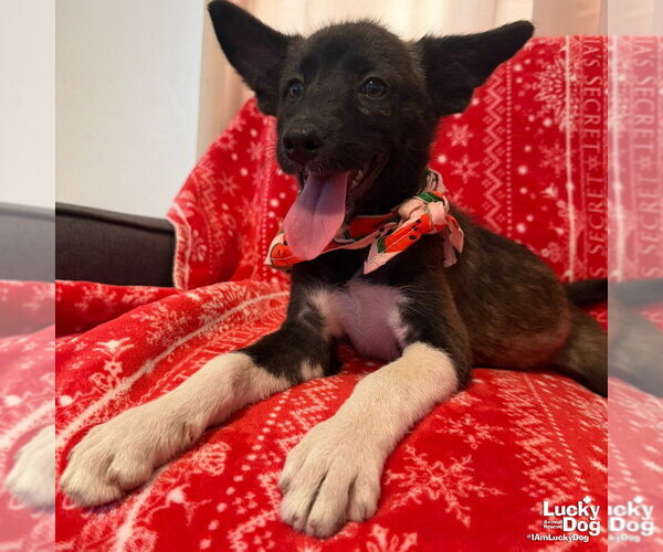 Medium Photo #3 Mutt Puppy For Sale in Washington, DC, USA