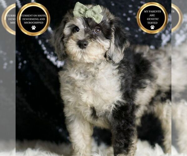 Medium Photo #1 Goldendoodle (Miniature) Puppy For Sale in WARSAW, IN, USA