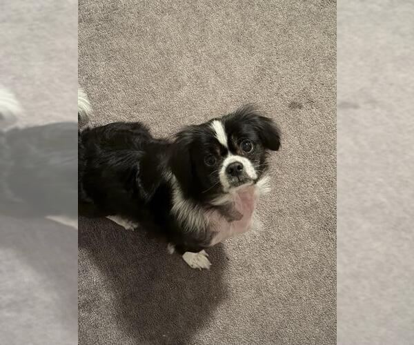 Medium Photo #1 Shih Tzu Puppy For Sale in Boston, MA, USA
