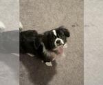 Small Shih Tzu