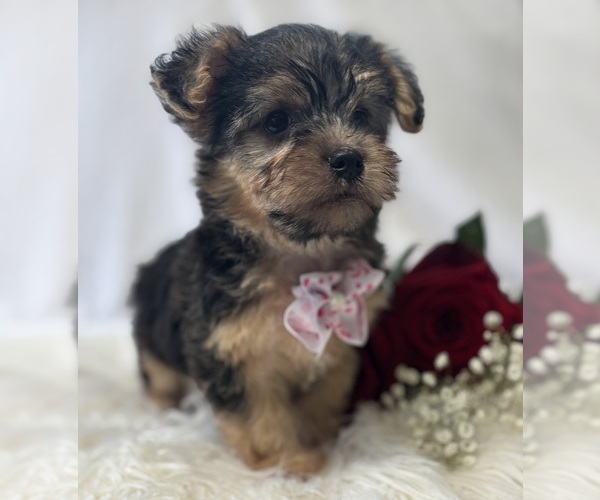 Medium Photo #10 Morkie Puppy For Sale in ROCK STREAM, NY, USA