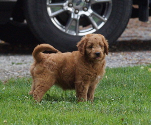 Goldendoodle (Miniature) Puppy for sale in MILLERSBURG, OH, USA