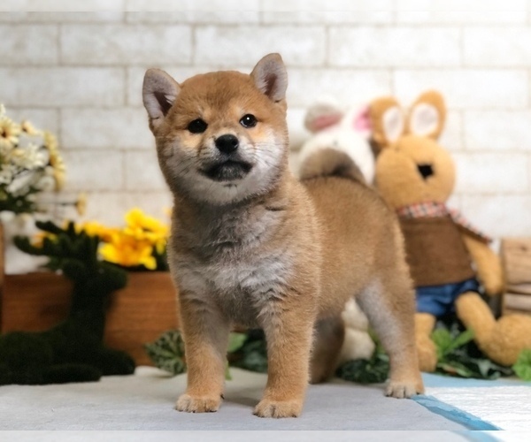 Medium Photo #9 Shiba Inu Puppy For Sale in LOS ANGELES, CA, USA