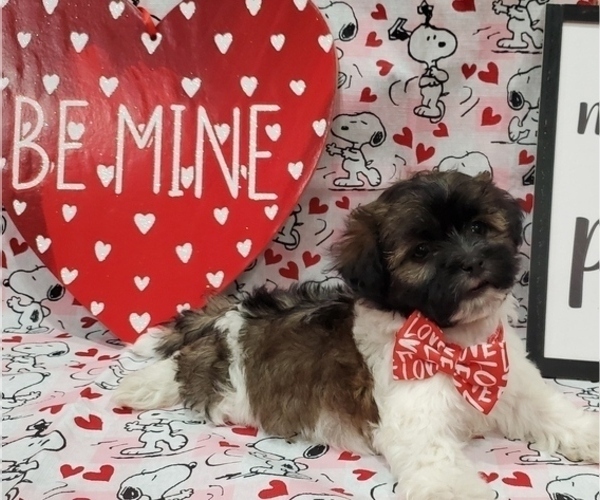 Medium Photo #3 Mal-Shi Puppy For Sale in ZILLAH, WA, USA