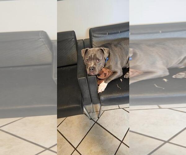 Medium Photo #3 American Pit Bull Terrier-Unknown Mix Puppy For Sale in DuQuoin, IL, USA