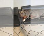 Small #2 American Pit Bull Terrier Mix