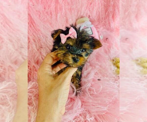 Medium Photo #7 Yorkshire Terrier Puppy For Sale in NEW YORK, NY, USA