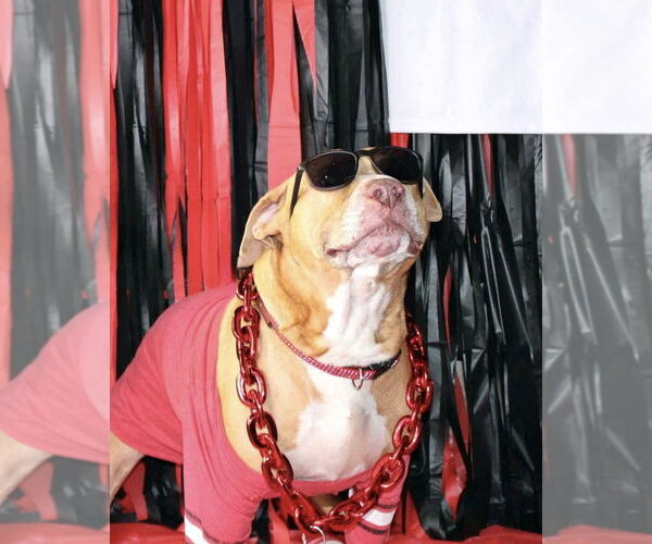 Medium Photo #4 American Pit Bull Terrier-Unknown Mix Puppy For Sale in Crandall, GA, USA
