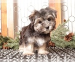 Small #2 Morkie