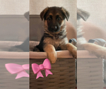 Small Photo #5 German Shepherd Dog Puppy For Sale in OSWEGO, IL, USA
