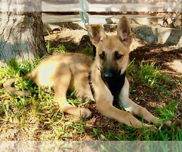 Medium Photo #2 Mutt Puppy For Sale in San Diego, CA, USA