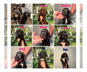 Double Doodle Litter for sale in CLEARWATER, FL, USA