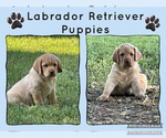 Image preview for Ad Listing. Nickname: Litter of 7