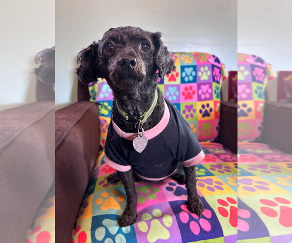 Medium Photo #4 Poodle (Miniature) Puppy For Sale in Pacolet, SC, USA