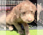 Small Photo #1 Goldendoodle Puppy For Sale in PASADENA, CA, USA