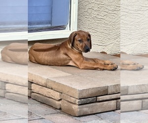 Medium Rhodesian Ridgeback