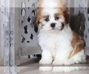 Zuchon Puppy for sale in MOUNT VERNON, OH, USA