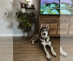 Small #4 Siberian Husky