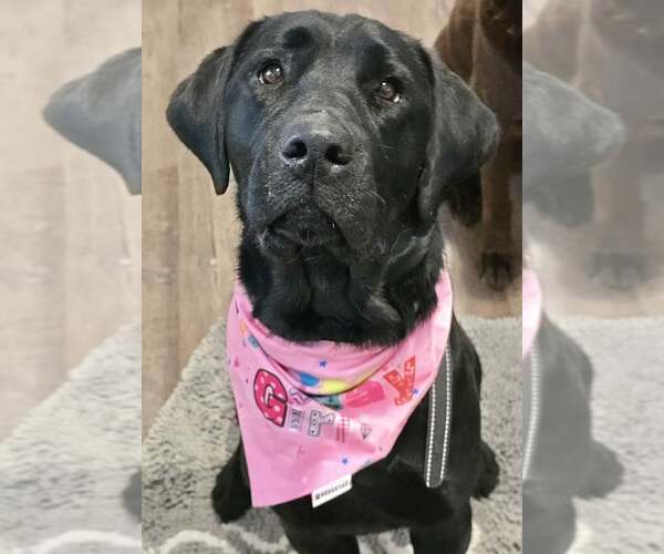 Medium Photo #4 Labrador Retriever Puppy For Sale in Lee's Summit, MO, USA