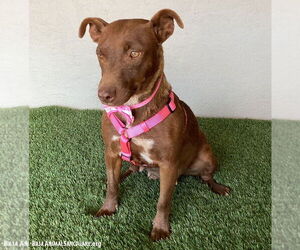 Canela - Female Chocolate Labrador retriever-Unknown Mix Dog for Adoption - Photo #3