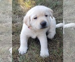 Small Photo #30 Labrador Retriever Puppy For Sale in OLYMPIA, WA, USA