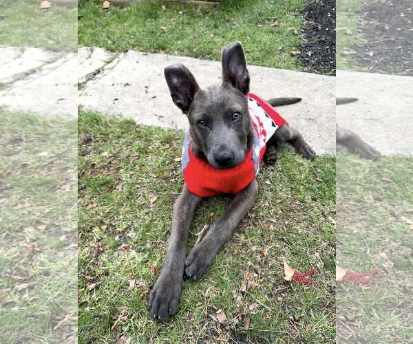 Medium Photo #5 Mutt Puppy For Sale in Nazareth, PA, USA