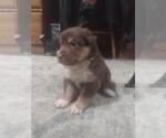 Small Photo #6 Australian Shepherd Puppy For Sale in CHATFIELD, MN, USA