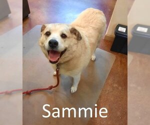 Labrador Retriever-Retriever  Mix Dogs for adoption in Mountain View, AR, USA