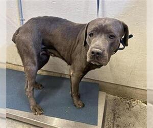 Mutt Dogs for adoption in Camarillo, CA, USA