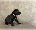 Small #6 Labrador Retriever