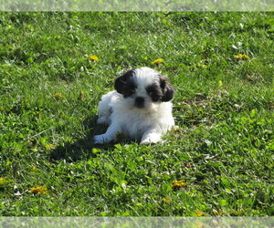 Shih Tzu Puppy for sale in SHILOH, OH, USA