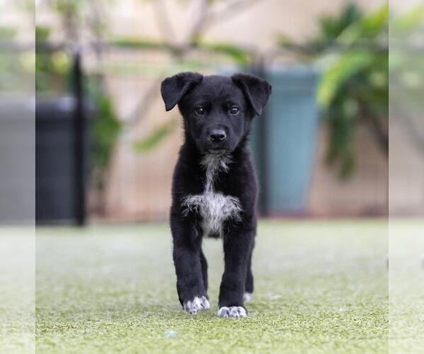Medium Photo #6 Labrador Retriever-Unknown Mix Puppy For Sale in San Diego, CA, USA